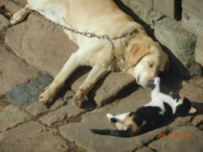 Exchange of caresses between dog and cat