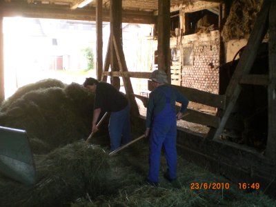 Hardworking helpers throw hay into the blower