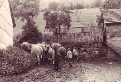 Kinder treiben Kühe auf die Wiese