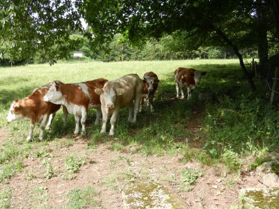 Cattle seek refuge in the shade of the trees