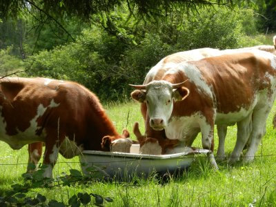 Cattle eat grist from the tub