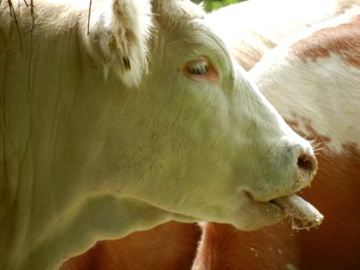 Rinder halten sich mit Zunge sauber und verjagen die Fliegen