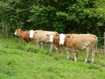 Rinder fressen Gras auf der Weide den ganzen Tag