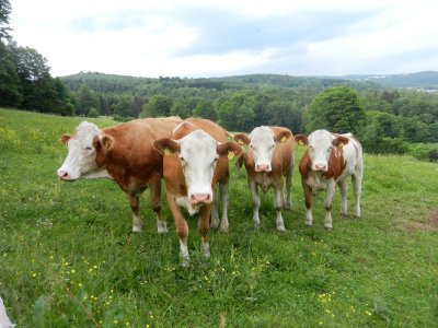 Rinder grasen den ganzen Tag auf der Wiese
