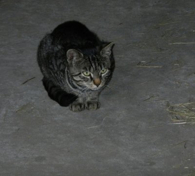 Cat is sitting in the barn and waiting for the feeding