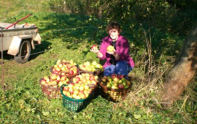 Apples arrive in baskets for loading