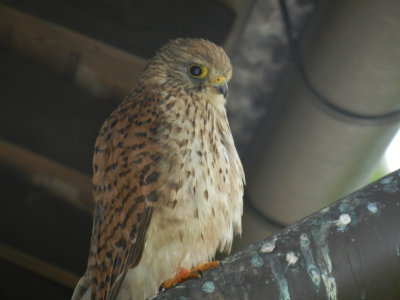 Bird of prey on the rain garbage pipe