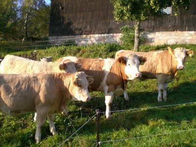 Ruminants in the pasture