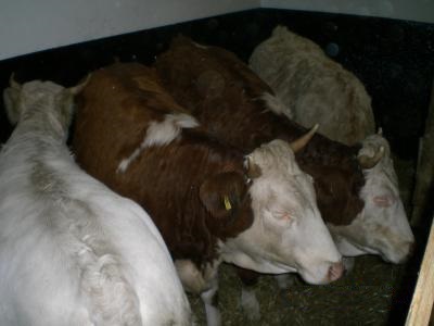 Nutztiere warten im Stall auf Futter